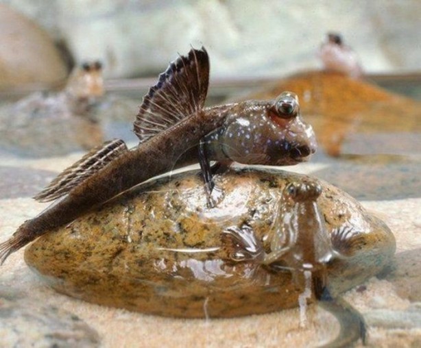  Bu balıklar ağaçta yaşıyor!