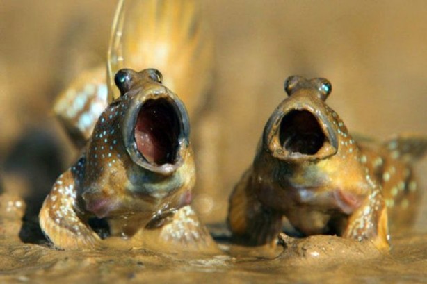 Foto - Bu balıklar ağaçta yaşıyor!