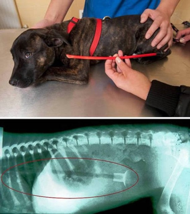 Foto - Bu balıklar ağaçta yaşıyor!