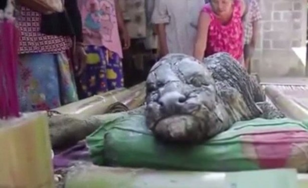 Foto - Bu balıklar ağaçta yaşıyor!