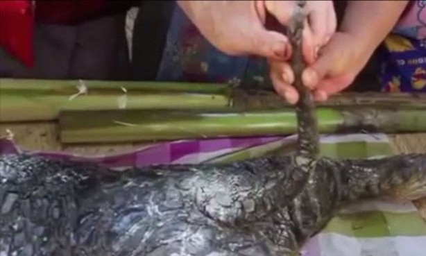 Foto - Bu balıklar ağaçta yaşıyor!