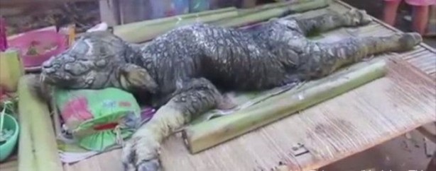 Foto - Bu balıklar ağaçta yaşıyor!