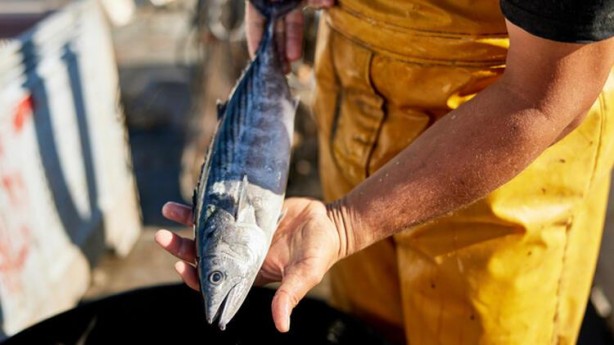 Bu balıklar sağlıklı zannediliyor! Resmen tehlike saçıyor