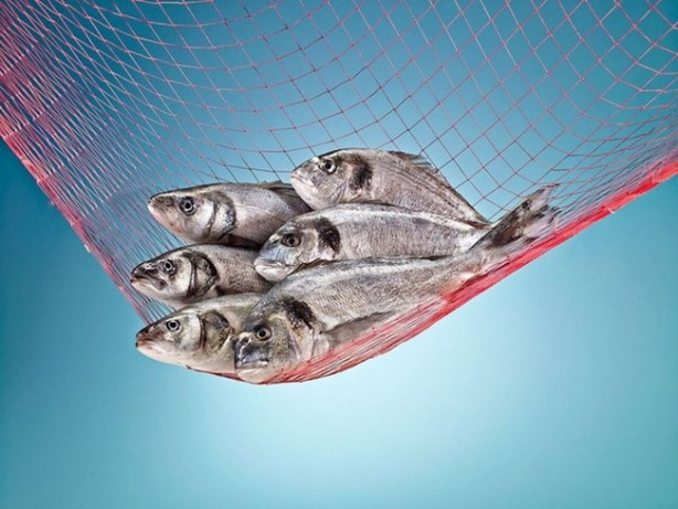 Foto - Bu balıkları kılçıklarıyla tüketin!