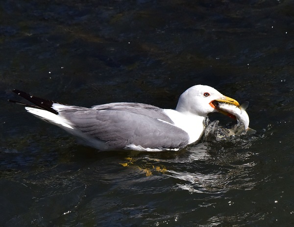 Foto - Bu balıkları yakalamak için martı olmak gerek