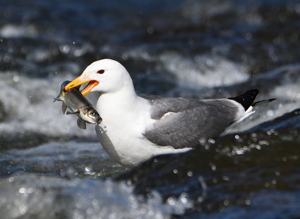 Foto - Bu balıkları yakalamak için martı olmak gerek