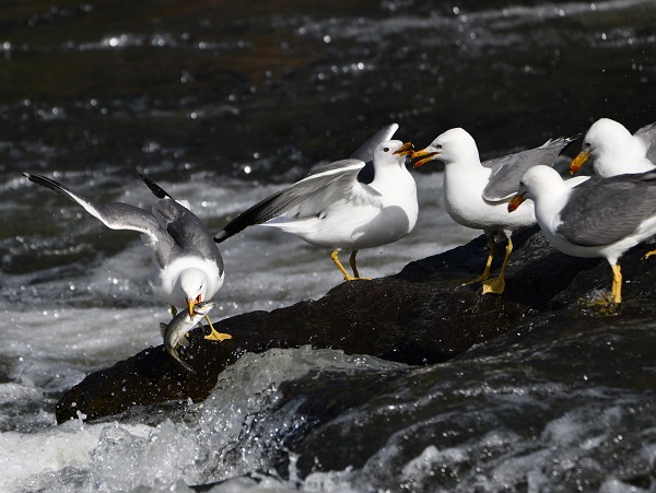 Foto - Bu balıkları yakalamak için martı olmak gerek