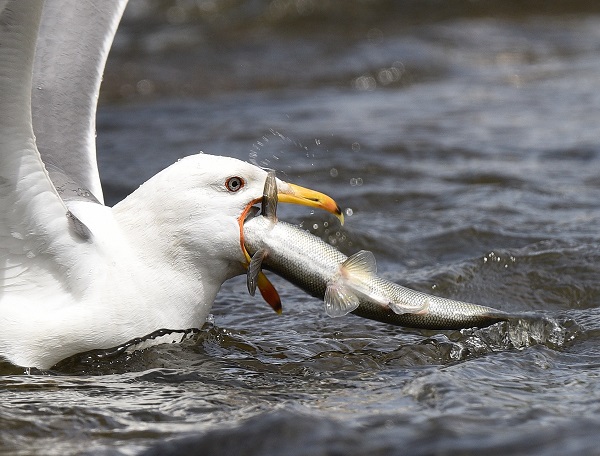 Foto - Bu balıkları yakalamak için martı olmak gerek