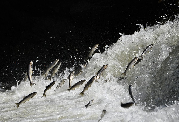 Foto - Bu balıkları yakalamak için martı olmak gerek