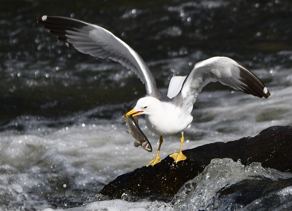 Bu balıkları yakalamak için martı olmak gerek