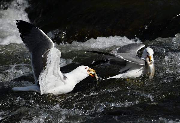 Foto - Bu balıkları yakalamak için martı olmak gerek