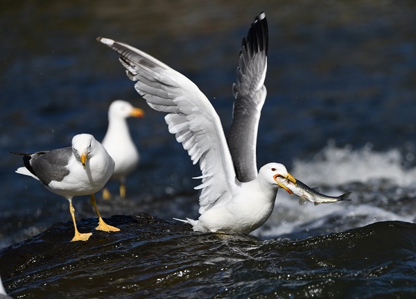 Foto - Bu balıkları yakalamak için martı olmak gerek