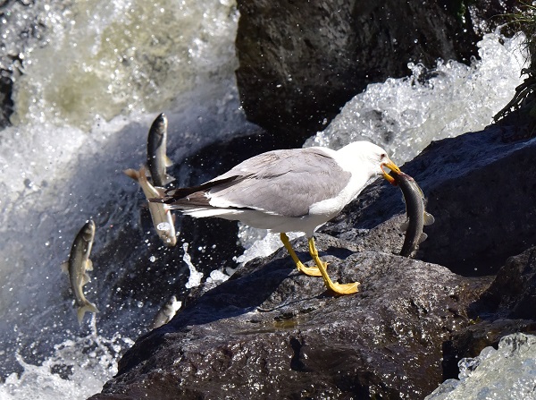 Foto - Bu balıkları yakalamak için martı olmak gerek