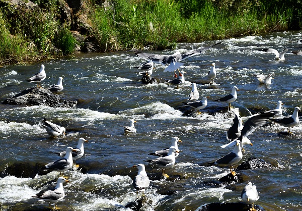 Foto - Bu balıkları yakalamak için martı olmak gerek