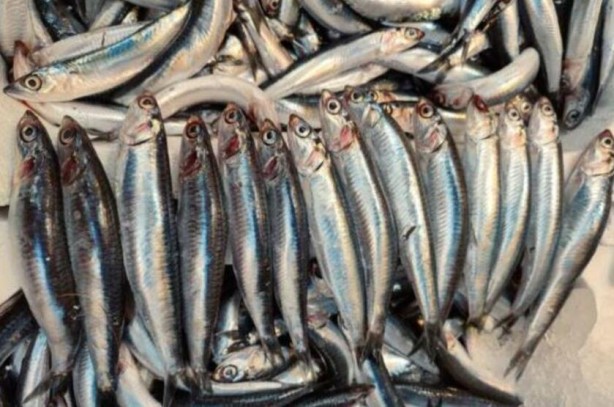 Foto - Bu balıktan uzak durun! Tadını seviyoruz ama resmen kanser saçıyor