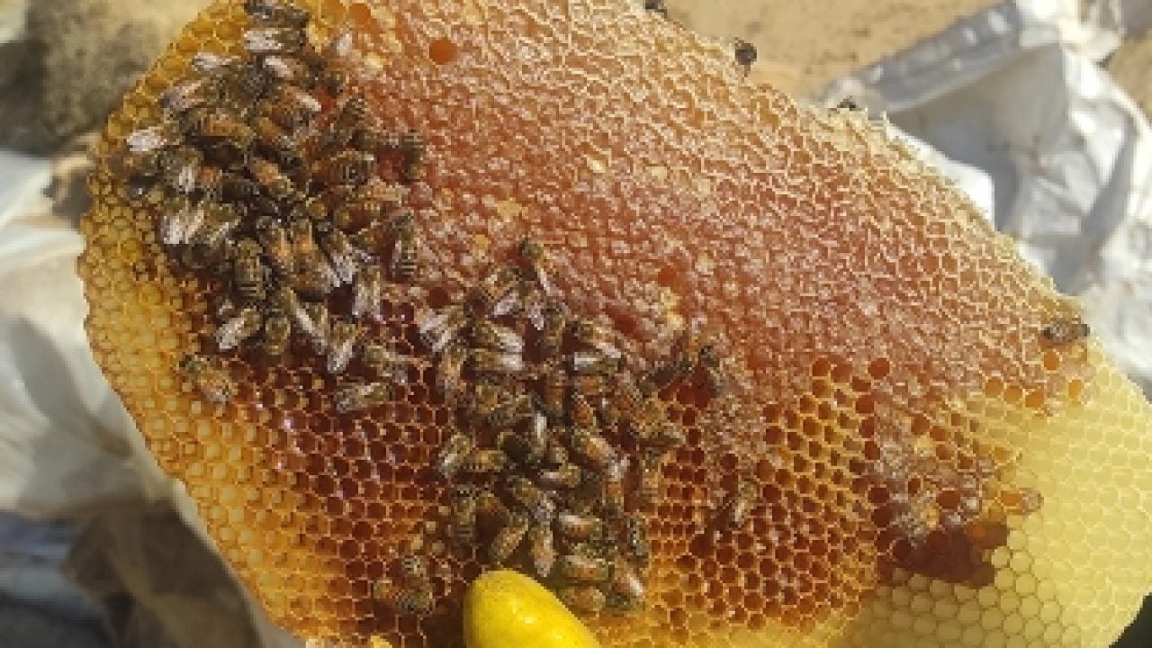 Foto - Türkiye rekoru kırıldı: Bir kilosu 400 bin liraya satıldı!