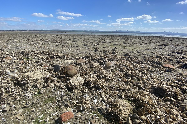 Foto - Bu baraj İstanbul'da! Balıkların yüzdüğü yer koyunlara kaldı