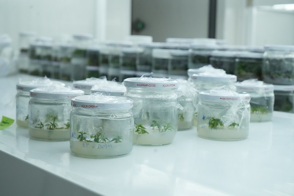 Foto - Bu başarı çok konuşulur! Dona dayanıklı fidan geliştirildi