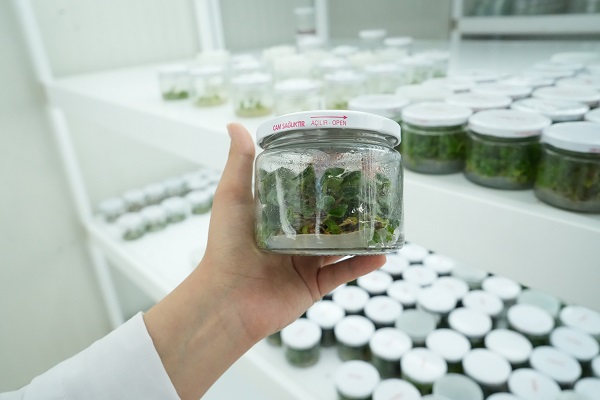 Foto - Bu başarı çok konuşulur! Dona dayanıklı fidan geliştirildi