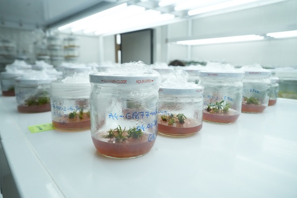 Foto - Bu başarı çok konuşulur! Dona dayanıklı fidan geliştirildi