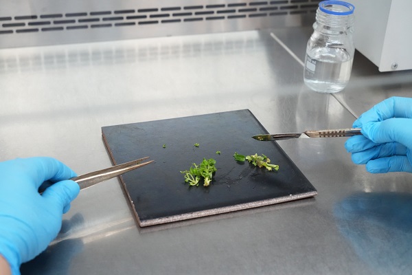 Foto - Bu başarı çok konuşulur! Dona dayanıklı fidan geliştirildi