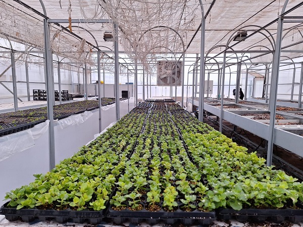 Foto - Bu başarı çok konuşulur! Dona dayanıklı fidan geliştirildi