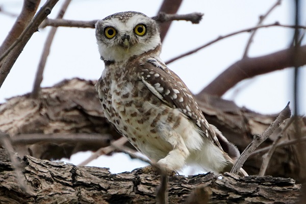 Foto - Bu baykuşlar yalnızca Ajmer’de yaşıyor