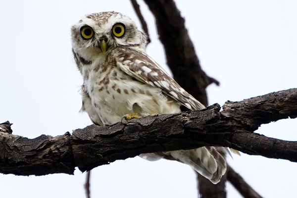 Bu baykuşlar yalnızca Ajmer’de yaşıyor