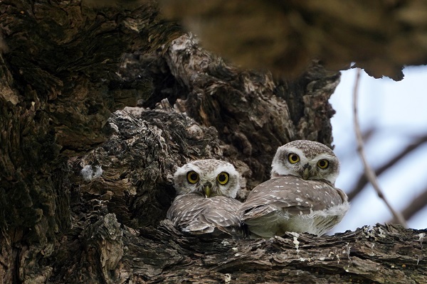 Foto - Bu baykuşlar yalnızca Ajmer’de yaşıyor