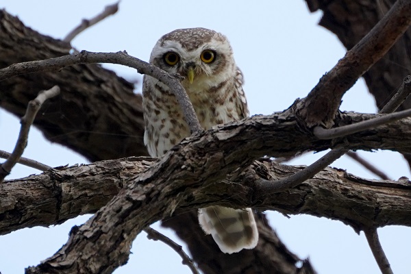 Foto - Bu baykuşlar yalnızca Ajmer’de yaşıyor