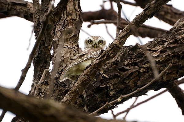 Foto - Bu baykuşlar yalnızca Ajmer’de yaşıyor