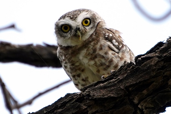 Foto - Bu baykuşlar yalnızca Ajmer’de yaşıyor