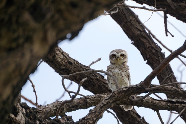 Foto - Bu baykuşlar yalnızca Ajmer’de yaşıyor