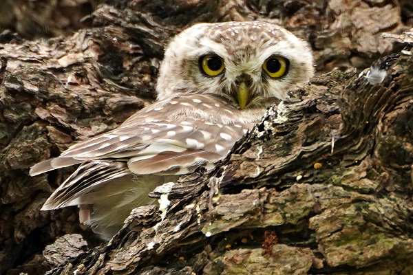 Foto - Bu baykuşlar yalnızca Ajmer’de yaşıyor