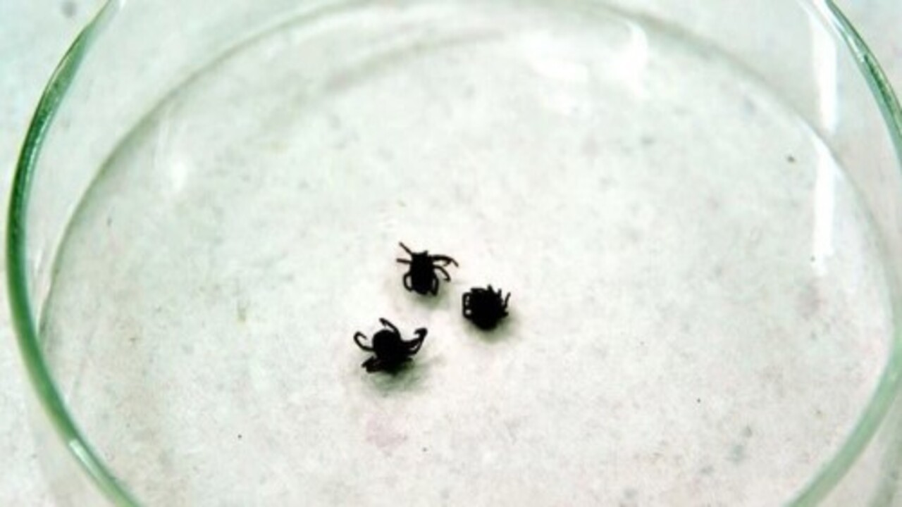 Foto - Bu belirtiler varsa dikkat! Ölümcül KKKA vakaları yükselişe geçti