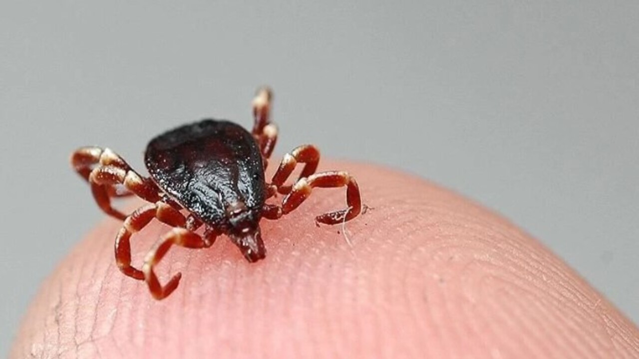 Foto - Bu belirtiler varsa dikkat! Ölümcül KKKA vakaları yükselişe geçti