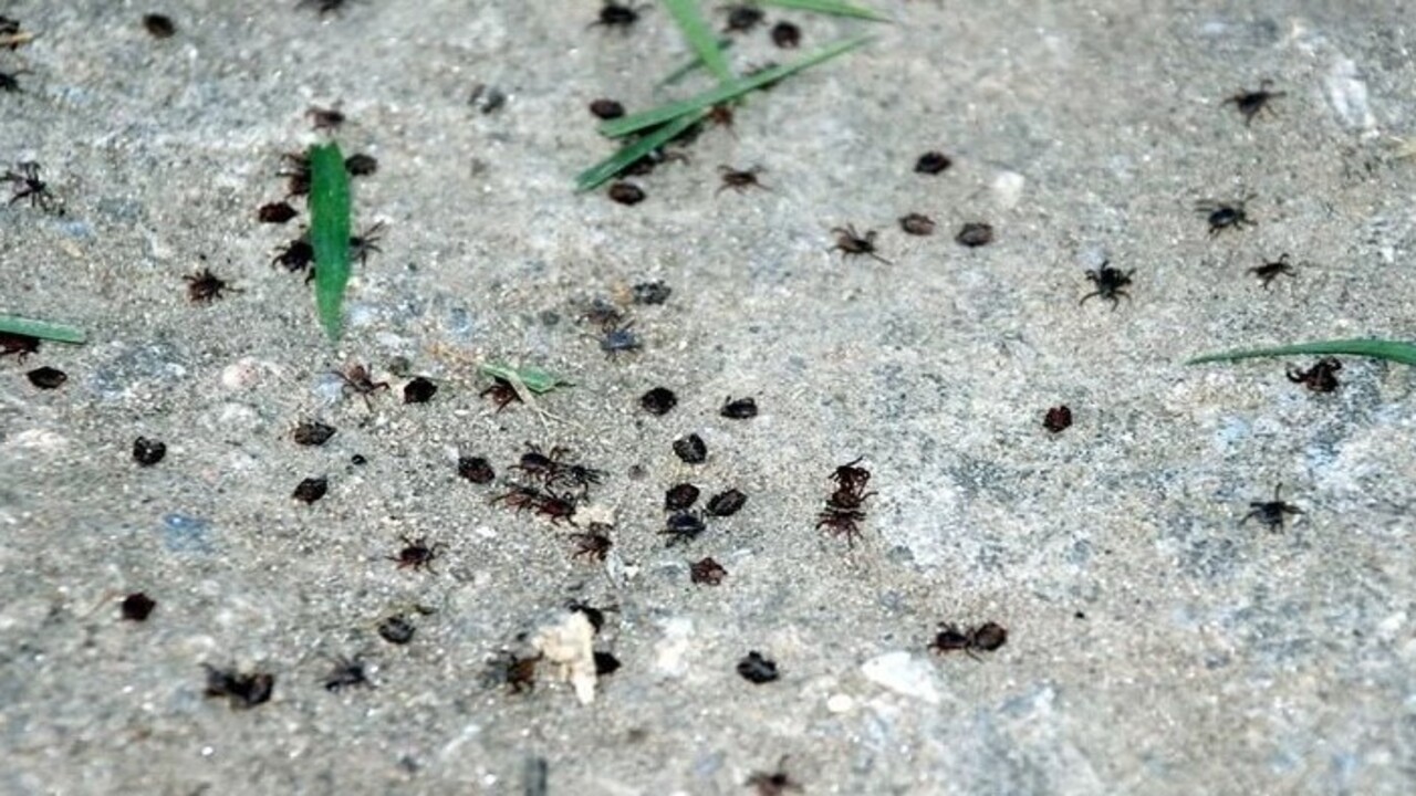 Foto - Bu belirtiler varsa dikkat! Ölümcül KKKA vakaları yükselişe geçti