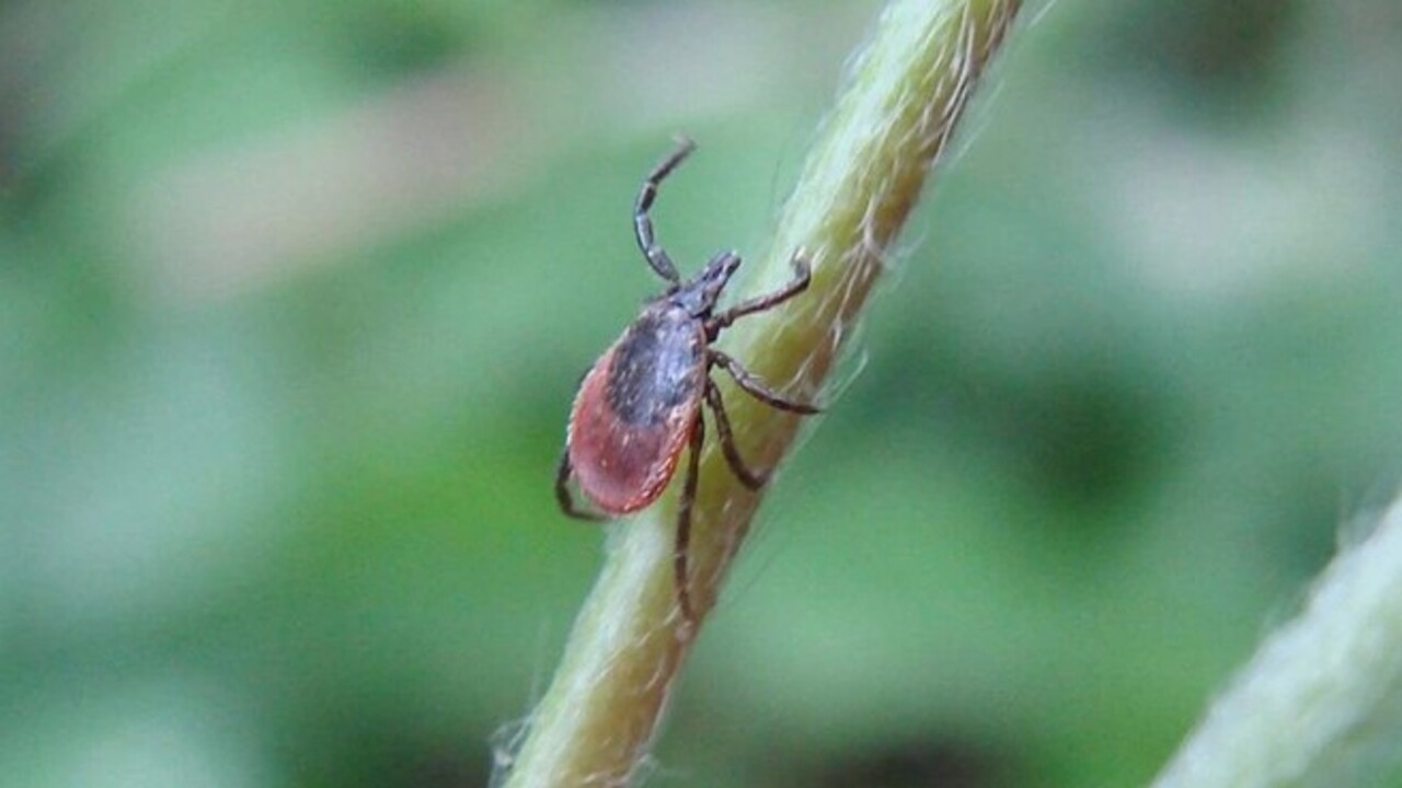 Foto - Bu belirtiler varsa dikkat! Ölümcül KKKA vakaları yükselişe geçti
