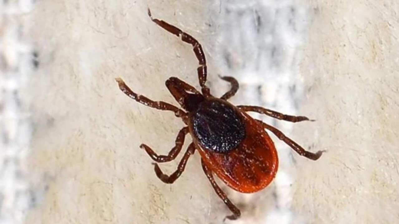 Foto - Bu belirtiler varsa dikkat! Ölümcül KKKA vakaları yükselişe geçti