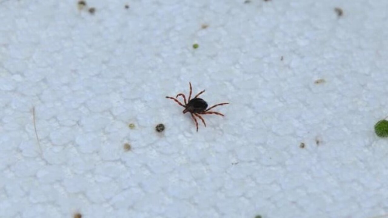 Foto - Bu belirtiler varsa dikkat! Ölümcül KKKA vakaları yükselişe geçti