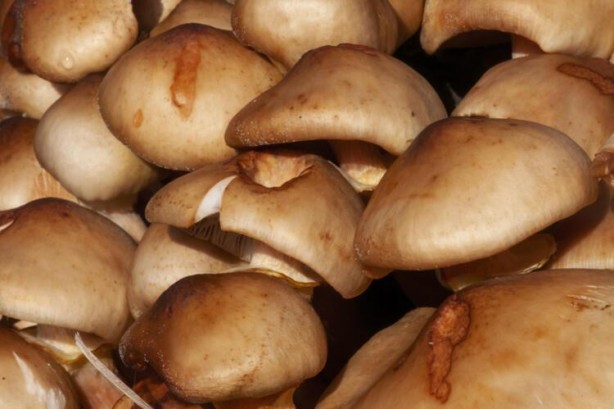 Foto - Bu besin bilinçsiz tüketilirse öldürüyor! Aman dikkat