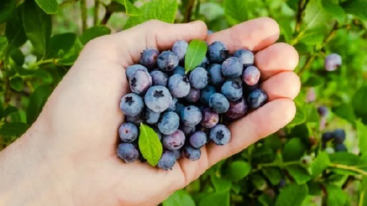 Foto - Bu besin O tıkanıklığa deva oluyor! Vücudunuzu adeta tertemiz yapıyor... Müthiş şifa...