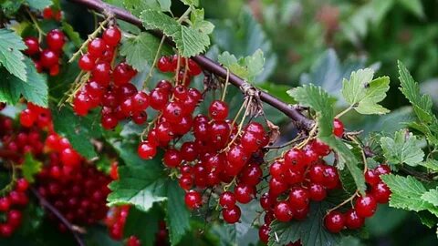 Foto - Bu besini yemeyi bırakmayın! Damarda biriken yağı silip süpürüyor