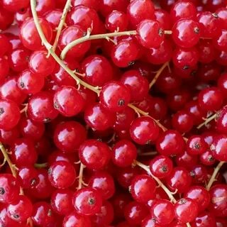 Foto - Bu besini yemeyi bırakmayın! Damarda biriken yağı silip süpürüyor