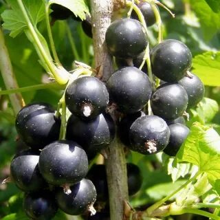 Foto - Bu besini yemeyi bırakmayın! Damarda biriken yağı silip süpürüyor