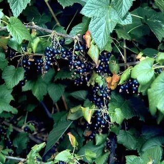 Foto - Bu besini yemeyi bırakmayın! Damarda biriken yağı silip süpürüyor