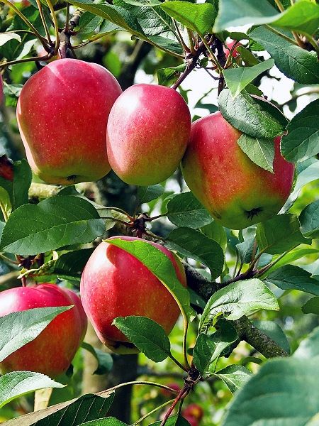 Foto - Bu besinler Akciğerleri temizliyor