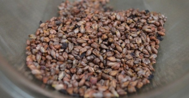 Foto - Bu besinler Akciğerleri temizliyor