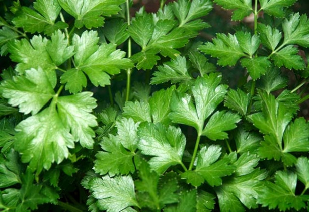 Foto - Bu besinler iştah kesiyor!