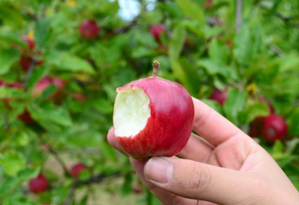 Bu besinler iştah kesiyor!